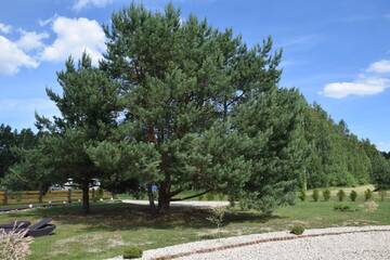 Фото номера Дом для отпуска Дома для отпуска Holandiesi Holiday House г. Кестерциемс 21